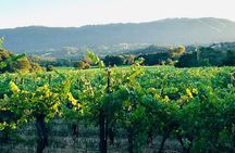 Healdsburg Wine Country Electric Trike and Wine Tour 3 Hours