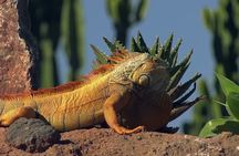 Agadir Crocoparc Tickets and Souk El Had Visit & Hotels Pickup