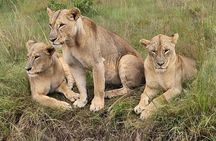 Nairobi National Park Safari- Morning Game Drive