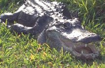 From Miami: Everglades Nature and Wildlife Tram Adventure