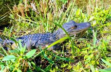 From Miami: Everglades Nature and Wildlife Tram Adventure