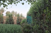 Garden Picnic Experience in the Green