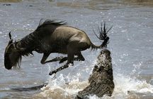 3 Days Fly In and Out For a Luxurious Serengeti Adventure