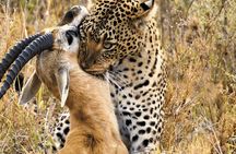 3 Days Fly In and Out For a Luxurious Serengeti Adventure
