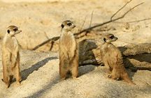 3 Days Fly In and Out For a Luxurious Serengeti Adventure