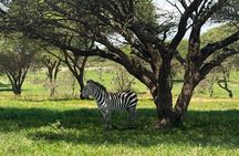 Arusha 1 Day Private Trip to Serval Wildlife Sanctuary