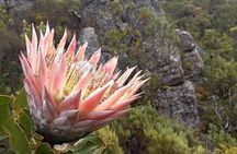 Table Mountain Hike via Platteklip Gorge at Sunrise