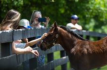 Kentucky Horse Farm Nursery Tour at Pin Oak Stud