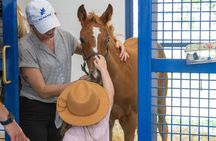 Kentucky Horse Farm Nursery Tour at Pin Oak Stud