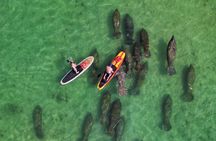 Dolphin and Manatee Tour of Marco Island by Kayak or SUP