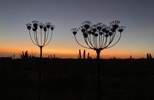Desert Art Tour in Todos Santos