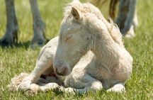 Saltwater Pony Tours Chincoteague Assateague Wild Pony Boat Tour