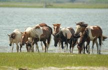 Saltwater Pony Tours Chincoteague Assateague Wild Pony Boat Tour