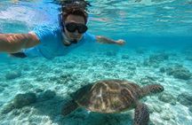 FANTASTIC Green Island and Sea Turtles - Half Day share boat trip