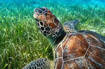 FANTASTIC Green Island and Sea Turtles - Half Day share boat trip