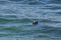 Victoria: Wildlife in the city, coastal viewpoints and parks