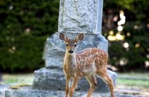 Victoria: Wildlife in the city, coastal viewpoints and parks