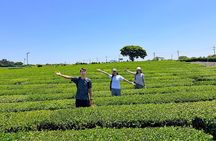 From Seogwipo: Jeju East Day Tour with UNESCO Site & Haenyeo Show
