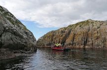 From Nyksund: RIB Boat Seal and Bird Safari