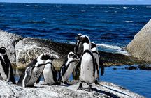 Cape of Good Hope, Cape Point & Penguins Private Morning Tour