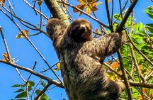 Pedra Bonita: Rio’s Best Views, Nature & Adventure