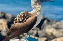 Galapagos Island Hopping Tour 3 Islands in 7 Days