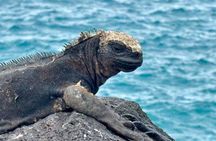 Galapagos Island Hopping Tour 3 Islands in 7 Days