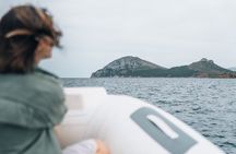Dolphin Sighting Gulf Tour with Biologist and Snorkeling