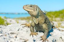 Providenciales Jet Ski Tour to Iguana Bay Island and Shipwreck