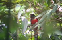 El Espino Eco Park Birdwatching Tour with a Naturalist Guide
