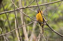El Espino Eco Park Birdwatching Tour with a Naturalist Guide