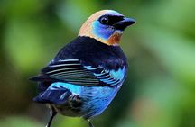 Birding spot in Monteverde: Guide + HD Scope & Binoculars+Photos