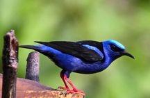 Birding spot in Monteverde: Guide + HD Scope & Binoculars+Photos