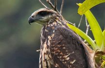 Birding spot in Monteverde: Guide + HD Scope & Binoculars+Photos