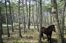 Brač Off Road Tour Hidden Villages Views and Local Stories
