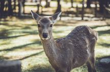 Private Kyoto Nara Customizable Day Tour with Guide & Vehicle