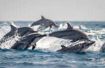 Whale, Dolphins Watching Adventure in Nilaveli