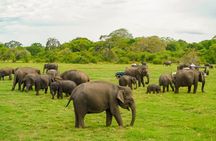 Minneriya Luxury Safari Morning Birds or Afternoon Herds