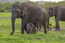 Minneriya Luxury Safari Morning Birds or Afternoon Herds