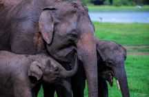 Minneriya National Park Private Jeep Safari with Expert Guide
