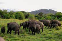 Minneriya National Park Private Jeep Safari with Expert Guide