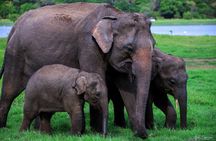 Minneriya National Park Half Day Private Safari With Expert Guide
