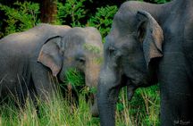 Minneriya National Park Half Day Private Safari With Expert Guide