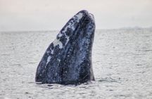 Grey Whale Watching in Magdalene Bay