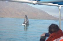 Grey Whale Watching in Magdalene Bay