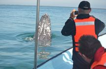 Grey Whale Watching in Magdalene Bay