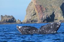 Grey Whale Watching in Magdalene Bay