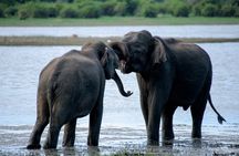 Minneriya National Park Half Day Private Safari With Expert Guide