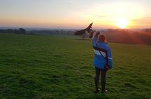 Hawk Walk through the Highland Woodland of Inverness