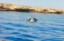 Dolphin Spotting Tour from St Pauls Bay Malta Experience